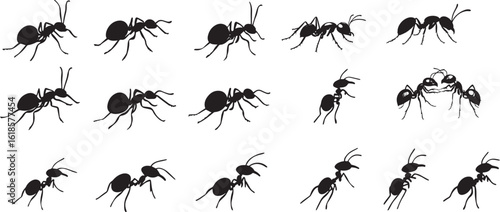 Ant Communicating Body still with antennae touching another ant as if transferring information. full length silhouette black vector illustration
