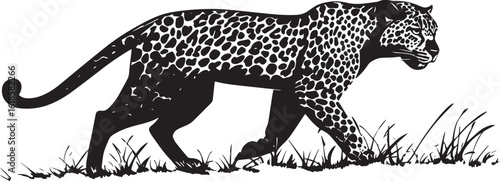 Leopard Stalking Low stealthy crouch body tense eyes focused tail still. full length silhouette black vector illustration