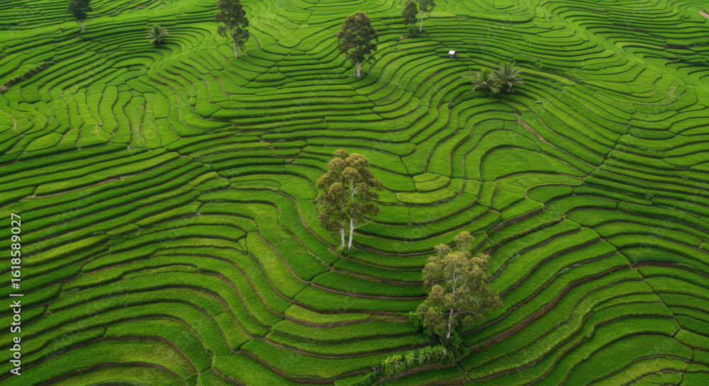Fototapeta premium Lush green rice paddies terraced up a hillside.