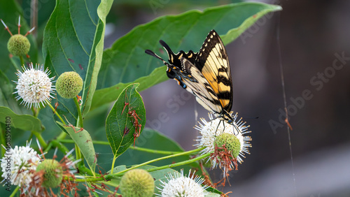 Eastern tiger swallowtail butterfly on a flower