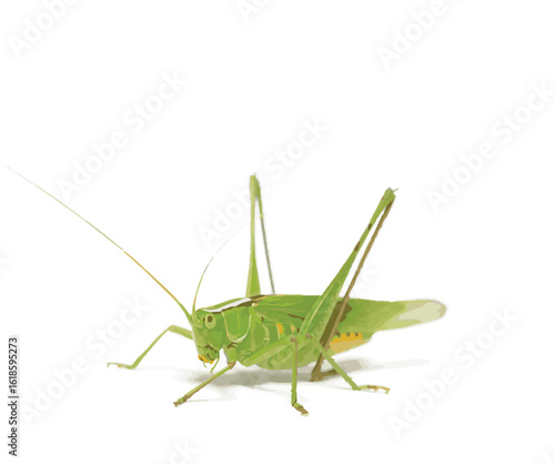 grasshopper