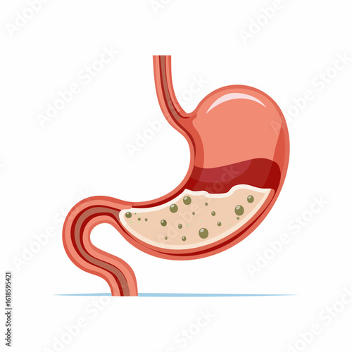 Vector Human Stomach Anatomy - Medical Diagram