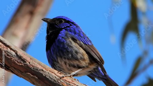 Vibrant blue bird perched on a branch