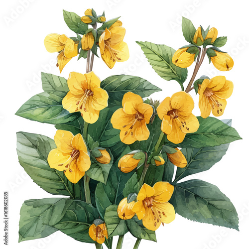 Yellow Archangel Flower, watercolor painting vector, isolated on a white background.