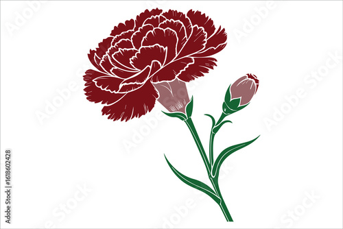 Realistic Red Carnation Flower Detailed Botanical Illustration in 8K

