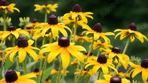 Yellow coneflowers in a garden