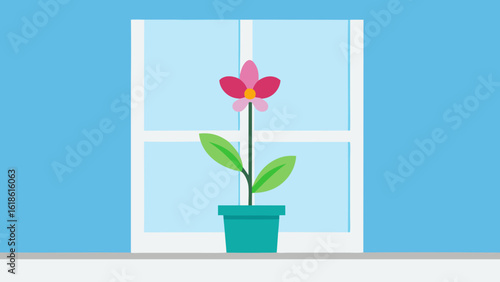 Elegant Single Potted Orchid Plant on Bright Windowsill