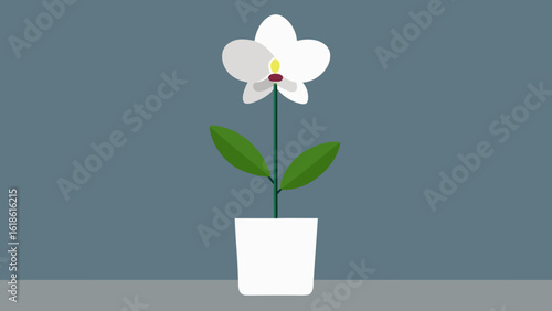 Elegant Single White Orchid Flower in Pot Against Concrete Wall