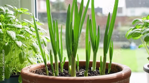 Young green onions growing in a terracotta pot