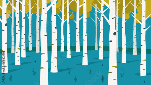 Dense Aspen Grove with its White Trunks Nature Scene
