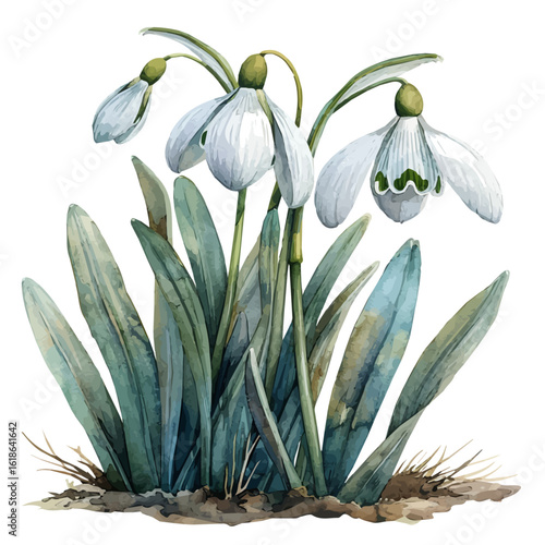 watercolor of Snowdrop Flower, vector, isolated on a white background.