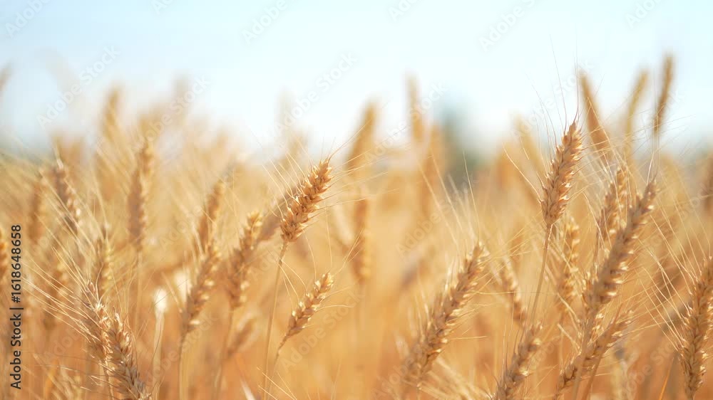 Golden wheat field in summer Golden wheat field in summer