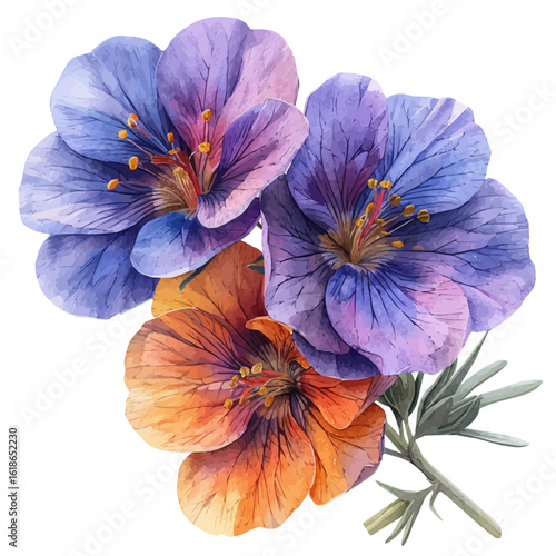 Salpiglossis Flower, watercolor illustration vector, isolated on a white background.