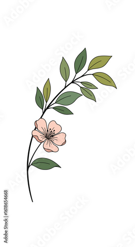 Delicate pink flower on a curved stem with green leaves a beautiful botanical illustration