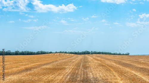 A yellow field of mown wheat and the hill of an ancient burial mound near a forest shelterbelt on the plain of southern Russia in the distance on a sunny summer day