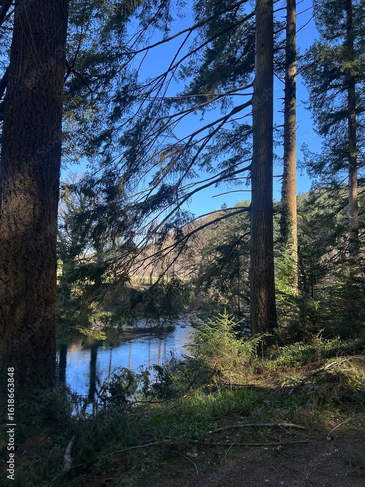 Obraz premium river in the forest