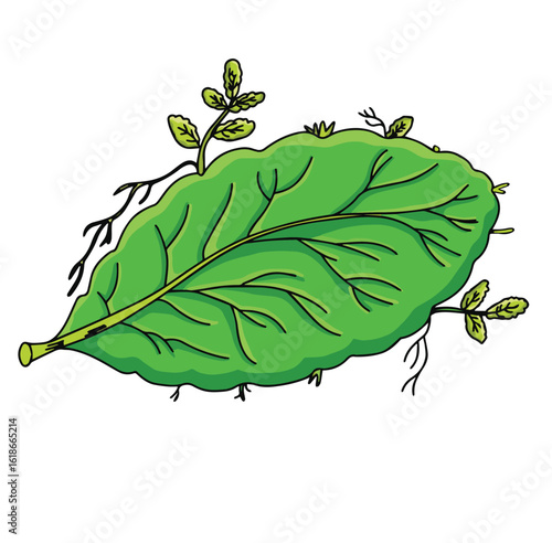 Science of hand drawn vector Leaf of bryophyllum with buds clipart.