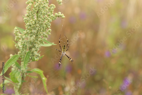 Argiope bruennichi. A bright spider weaves a web against the background of a field. A spider with a striped yellow-black-white abdomen, close-up. The spider's venom is weak, safe for humans