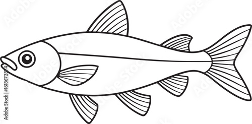 Minnow fish detailed line art ideal for children’s activity books and educational aquatic materials