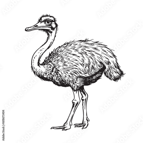 Sketch of an ostrich. illustration