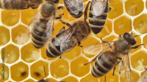 Story of summer life of bees. 
Bees fill honeycomb with nectar, which is then converted into honey.