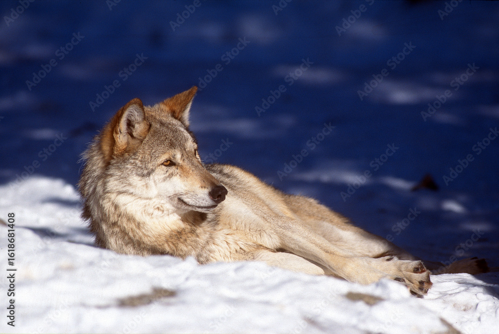 Fototapeta premium Loup gris-Canis lupus lupus