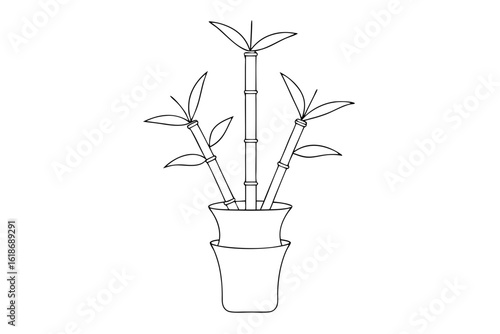 Line Drawing Vector of Lucky Bamboo Plant for Festive Theme