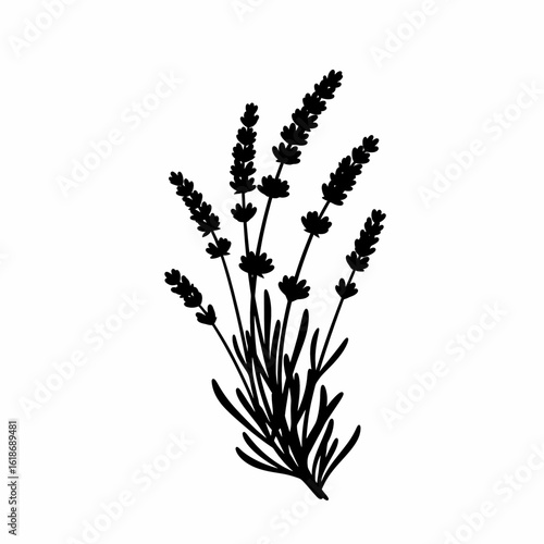 A minimalist black silhouette of a lavender plant with blooming flowers, isolated on a clean white background