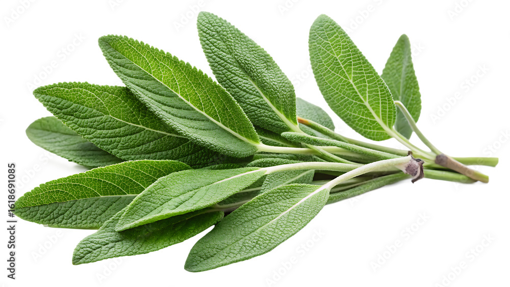 Obraz premium Fresh green sage herb leaves and stems on black background isolated on a transparent background leaf