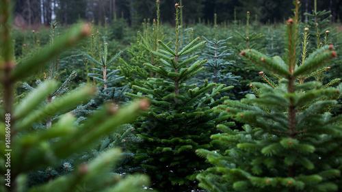 Rows of young evergreen trees in a forest nursery ready for harvest