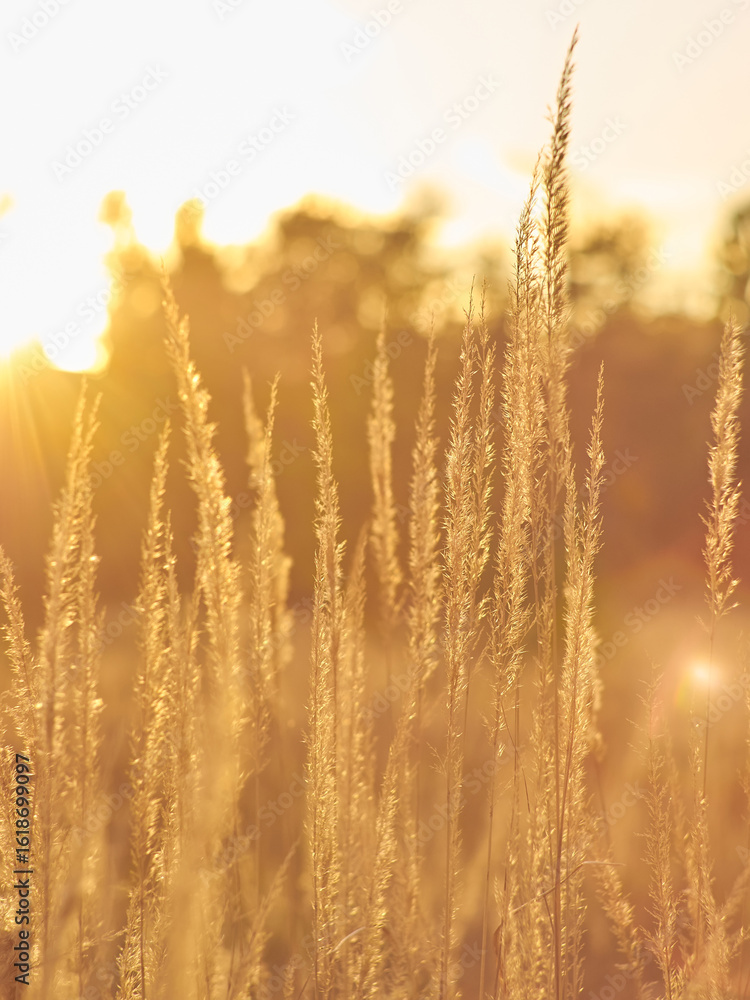 Fototapeta premium Backlit Wild Grass at Golden Hour Sunset