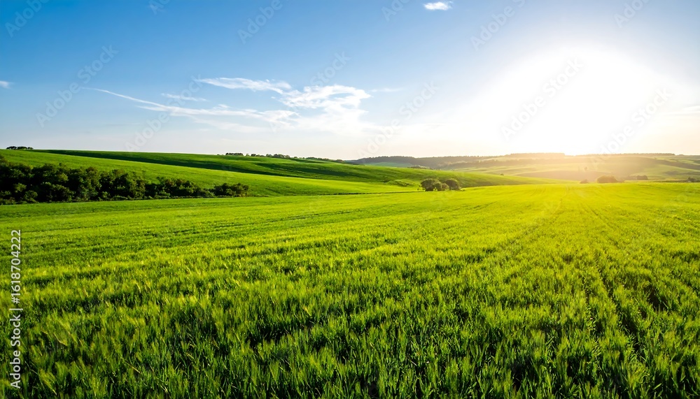 Fototapeta premium Lush green field at sunset