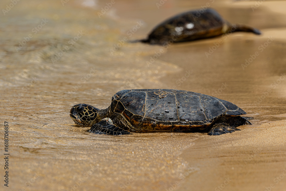 Obraz premium turtle on the sand