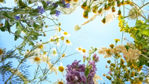 Meadow flowers in bloom mov...