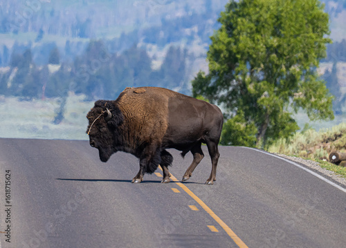 Billede på lærred bison in yellowstone national park
