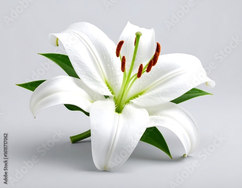 Elegant white lily on a plain backdrop