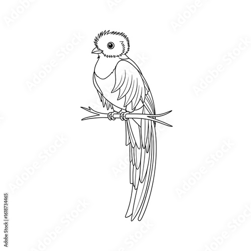 Illustration of a quetzal bird perched on a branch with detailed feather line work and precise outlines