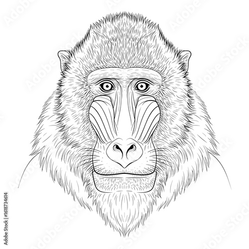 Detailed line drawing of a mandrill face with expressive eyes and textured fur illustration style art