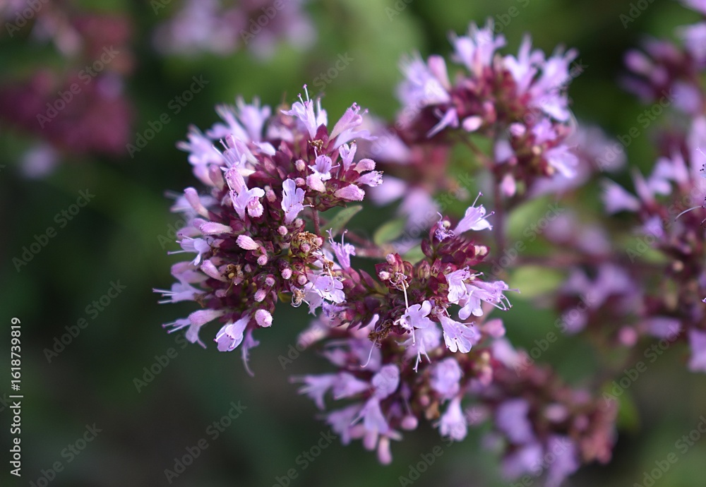 Fototapeta premium Gros plan d'Origan commun, Wild Marjoram (Origanum vulgare) Lamiaceae Lamiales, fleurissant dans la campagne française.