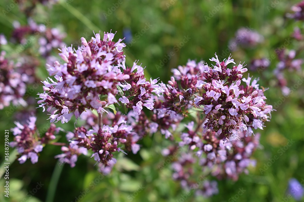 Obraz premium Gros plan d'Origan commun, Wild Marjoram (Origanum vulgare) Lamiaceae Lamiales, fleurissant dans la campagne française.