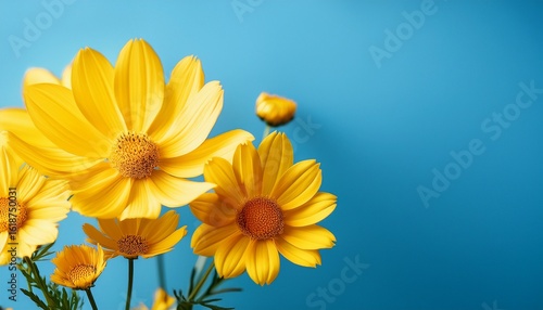 bright yellow flowers against a solid light blue background