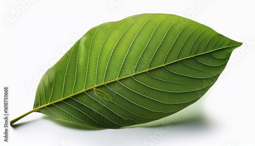 manchurian walnut leaves natural elegance