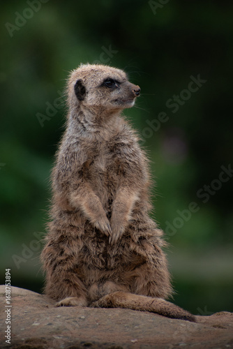 meerkat on guard lookout