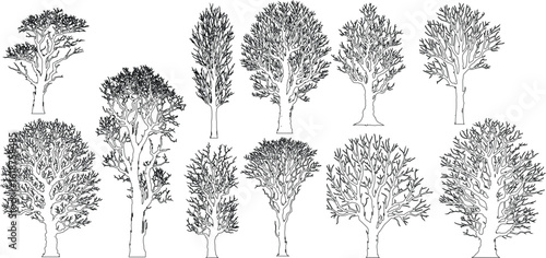 Minimal style cad bare tree line drawing, Side view, set of graphics tree, architecture and landscape design drawing. Vector illustration