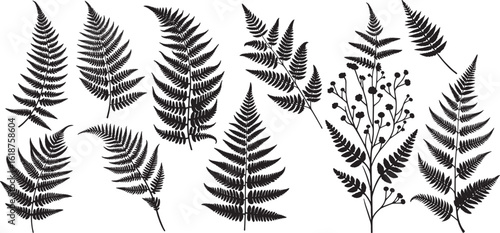 fern silhouette set, Botanical fern set illustrated in black and white, vintage vector design