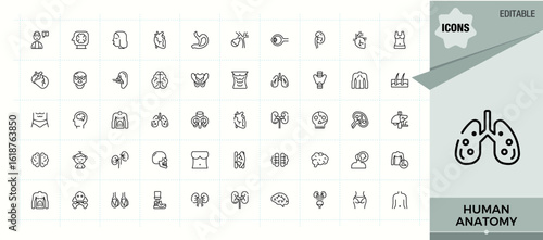 Human Anatomy line icon set. Minimal thin line web icons set. Editable vector. Organ vector line icon set. Pack of medical, man, body, human and more.