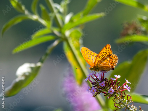 Billede på lærred A silver-washed fritillary (Argynnis paphia) butterfly on a butterfly bush