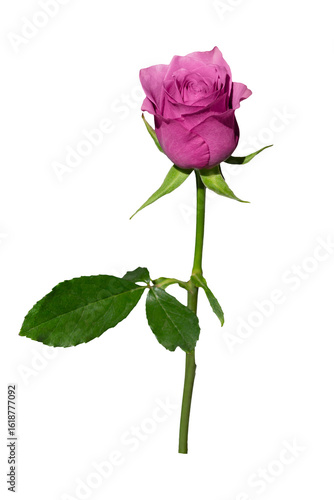 A fresh pink rose bud, viewed from the side. The rose is isolated on a transp...