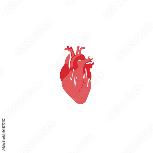 The human heart with a cardiogram, representing health and vitality.