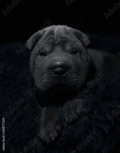 black puppy dog sharpei 